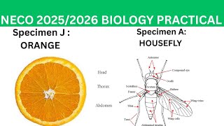 Neco 2025 biology specimens (all you need to know)