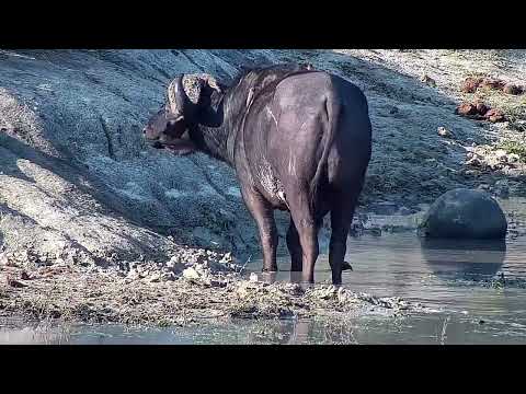 Djuma: Buffalos coming to drink at the dam - 15:18 - 07/07/2022