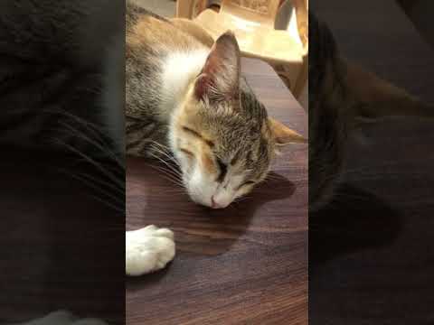 Mummy cat drools while sleeping