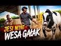 Jesi NIYAT Wesa GAHAK Comedy Skit Sajid Ali