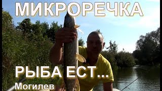 Где ловится рыба в могилевской области