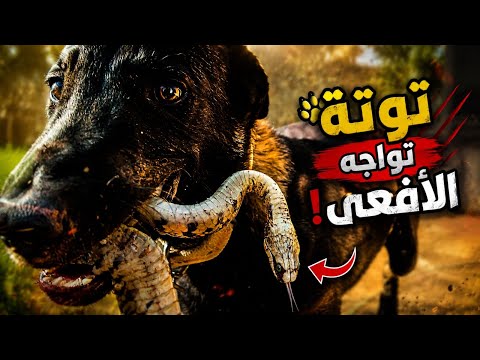 مفاجأة خطيرة في الحديقة! وتوتة تتدخل 🐍