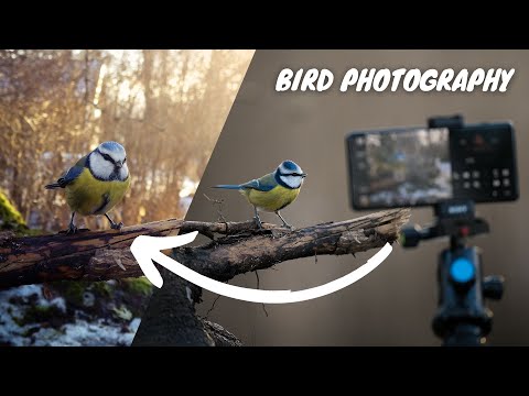 Xperia PRO-I // Tips & Tricks on Creative Phone Photography