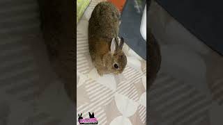 胴を伸ばしてまったり🐇