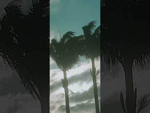 As maravilhosas imperiais da Vila Steola.  Pirassununga SP 25.09.2025 16:26 hs.