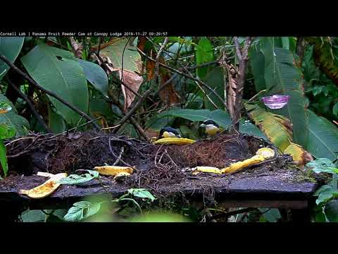 Male Spot-crowned Barbets Visit The Panama Fruit Feeder – Nov 28, 2019