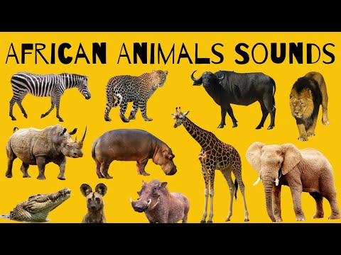 African Animal Sounds