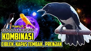 Download lagu MASTERAN KACER KOMBINASI KAPAS TEMBAK, PRENJAK, CIBLEK . mp3
