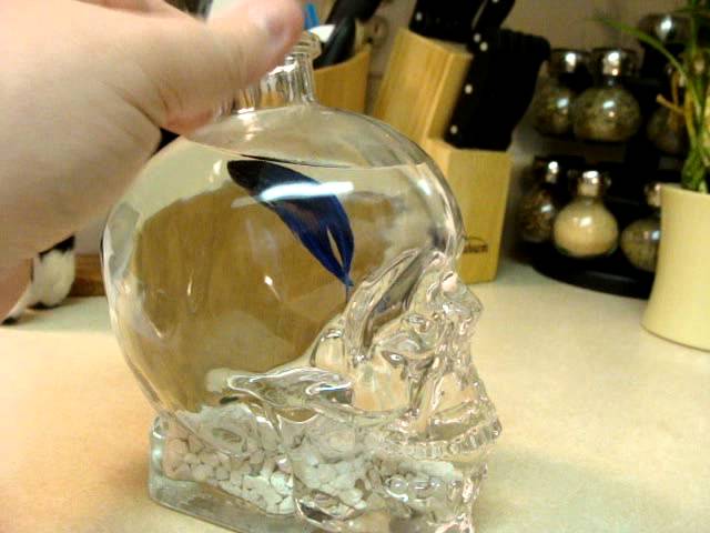 Crystal Head Vodka Betta FISH TANK
