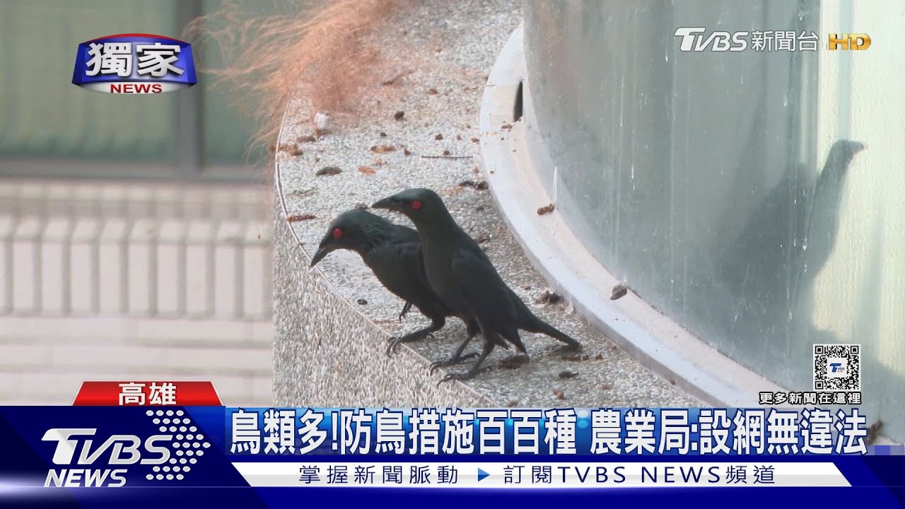 嫌鳥太吵、窗台留穢物！高美館大樓架網捕鳥　鄰戶控「掛網熱死」