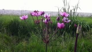 preview picture of video 'Butomus (Butomus Umbellatus) / Flowering Rush - 2012-06-26'