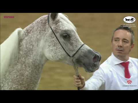 N 337 RB GAZALAH   Qatar National Arabian Horse Championship 2021   Mares 7 10 Years Old Class 10