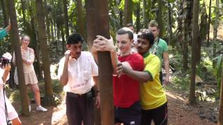 preview picture of video 'Extreme Jacobs palm.Spice farm.Ponda.Noth Goa.India.02-26-2012'