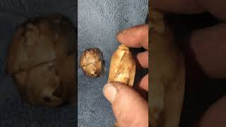 Divide and Conquer: Cutting Jerusalem Artichokes Right!