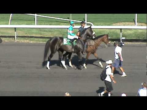 Zenyatta 2010 Lady's Secret warm up before race