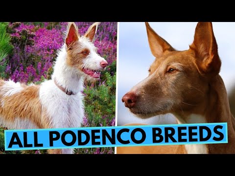 All About Podenco Dogs - List of All Podenco Breeds - Podengo - Warren Hound
