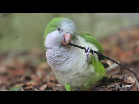 A day at Dierenpark Amersfoort (filmed with Nikon Z fc