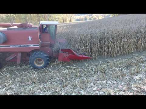 Corn harvest 2016
