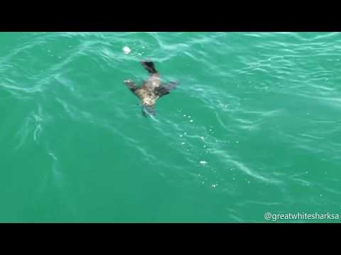 Watch This Baby Seal Barely Avoid Being This 10-Foot-Long Great White Shark's Lunch