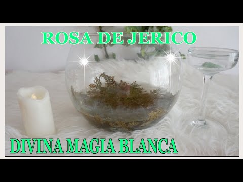 download lagu mp3 mp4 Rosa De Jerico, download mp3 Rosa De Jerico free download, download mp3 Rosa De Jerico