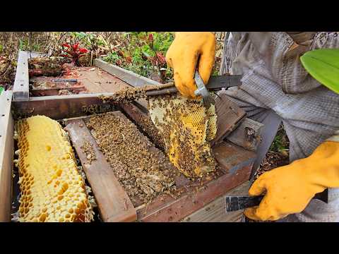 This Deck Was Packed With 50,000 Angry Bees