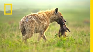 Zobacz, do czego zdolne są hieny! | Królowe świata zwierząt