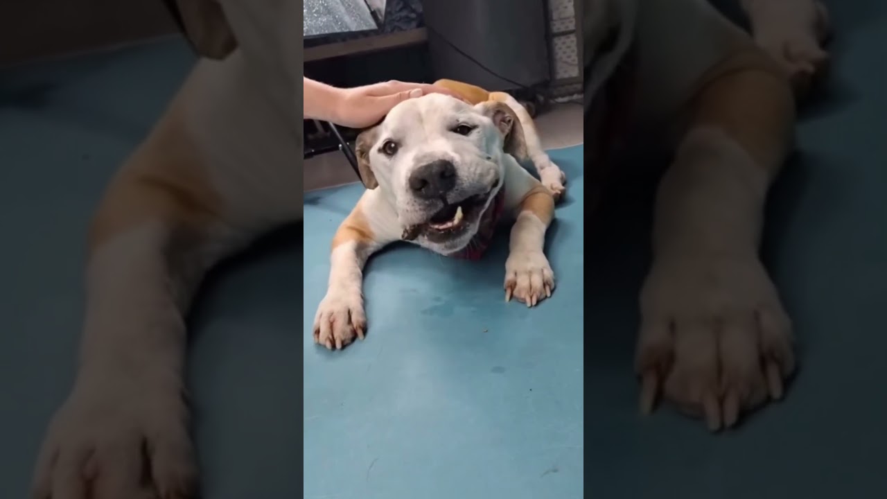 Enlarge Puppy -- In Foster. Needs Forever Home., a ADOPTABLE Pit Bull Terrier in Thousand Oaks, CA video 2/3