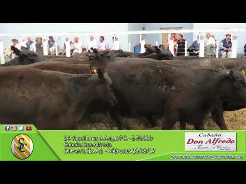 28-08-19 - Venta de Vaquillonas A.Angus PC. - Cabaña Don Alfredo - Olavarría