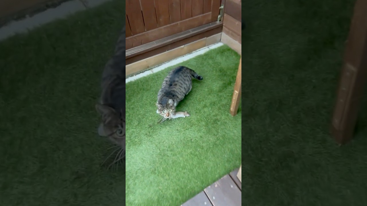 外猫がネズミとコウモリのお土産を持って来た