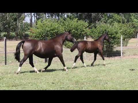 Lote 21 RZ Dama de Oro II da Carapuça
