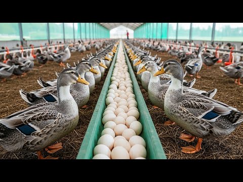 Duck farming & harvest duck egg - How to raise duck for egg and meat - Organic farm