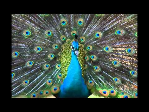 banda movil-la zopilota