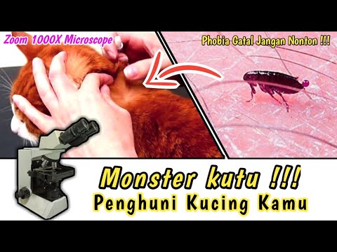 ZOOM 1000X : KUTU LONCAT PADA KUCING, Ctenocephalides felis Under Microscope #microscope #zoom1000x