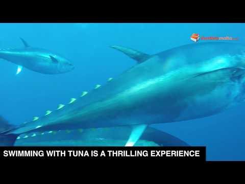 Shortletsmalta - Diving with Bluefin Tuna