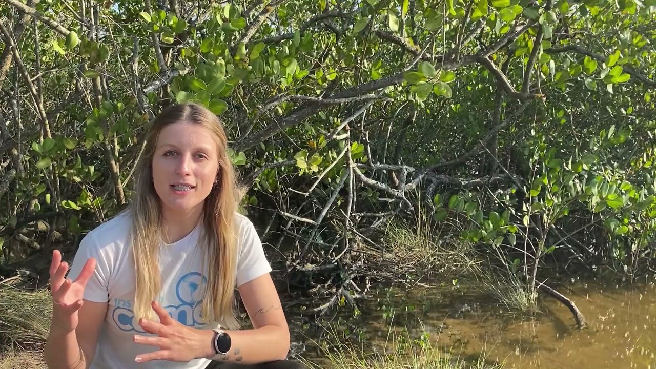 Módulo 4 - SERVIÇOS ECOSSISTÊMICOS [Projeto SOS Manguezais]