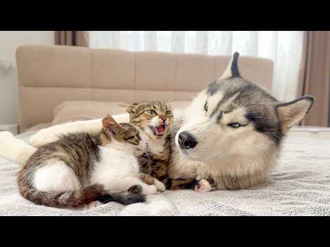 YouTube 썸네일