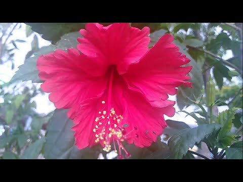 where flowers bloom so does hope🌺