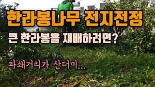 한라봉나무 전지전정 및 가지치우기 큰 한라봉을 재배하는 방법은?