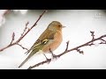Peaceful Soothing Relaxing Instrumental Music, Meditation Nature "Winter Glory" by Tim Janis