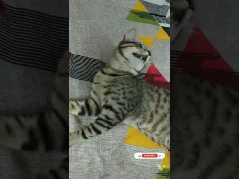 🐾❤️| Cat breathing with Mouth Open | Srange Cat |Silly Cat Videos | Cute Animals🐈| Cat videos|