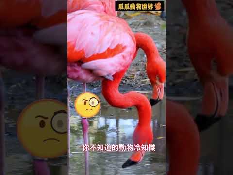 紅鶴流血