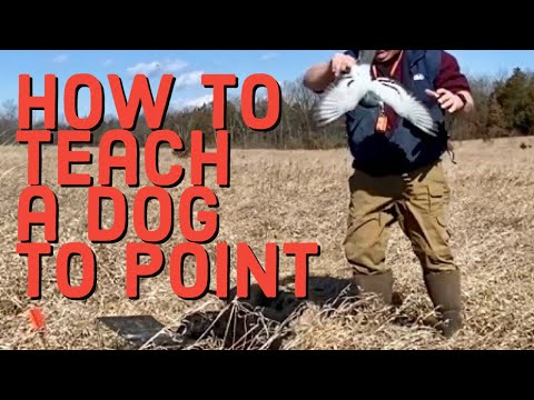 Do THIS to teach your dog to point BIRDS