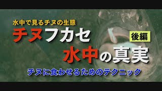 【水中で見るチヌの生態】チヌフカセ 水中の真実 後編