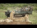 AFRICAN SAFARI 4K Incredible Big Five Animal Sightings Kruger National Park