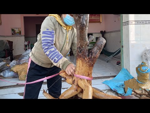 mai rừng đế đẹp chỉ 500k bao vận chuyển lh zalo 0948016160