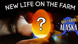 Alaska Cabin Life - Candling geese eggs - Meat jello a healthy dog snack