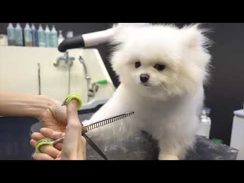 Mobile Dog Grooming Frizington - Neils Dogwash of Cumbria