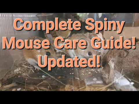 spiny mouse care guide! | updated info! | cage, diet/food, chews, treats, hiding, bedding, and more!