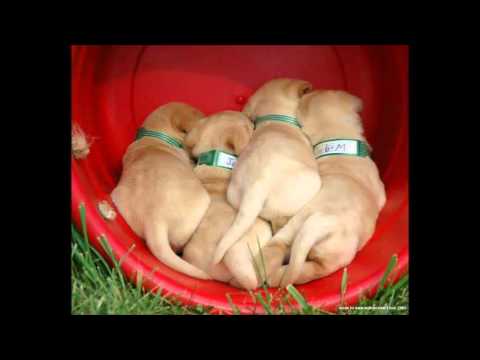 Levan Kay Ft Gary Caos Helen.K-Don't Look Any Further (Babysitters & Deep Criminal Remix)