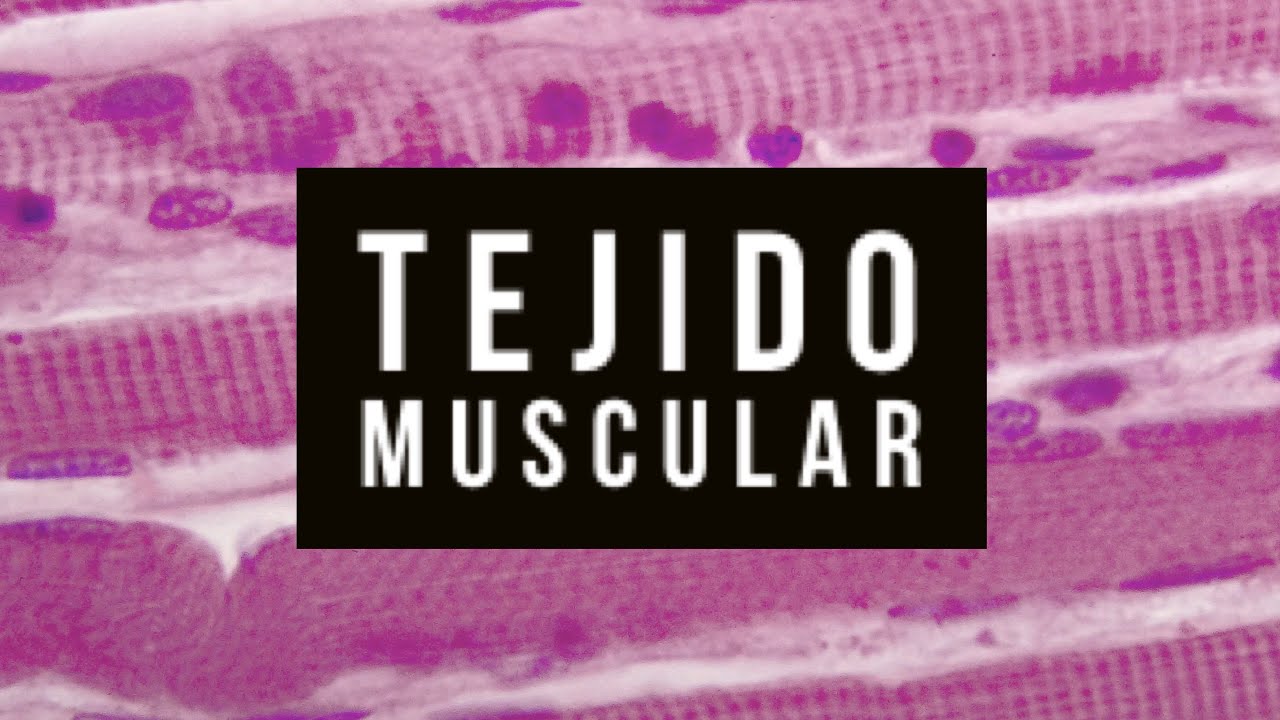 Histología del tejido muscular (práctico)